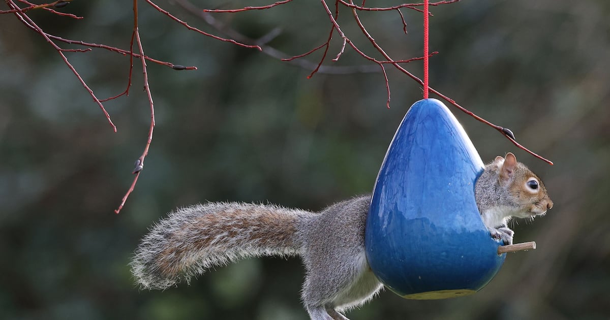 Well-meaning wedding present of grey squirrels causing problems a century later – The Irish Times