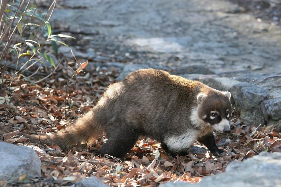 Coatis (Coatimundi) are very social animals, the females and their young often group together...