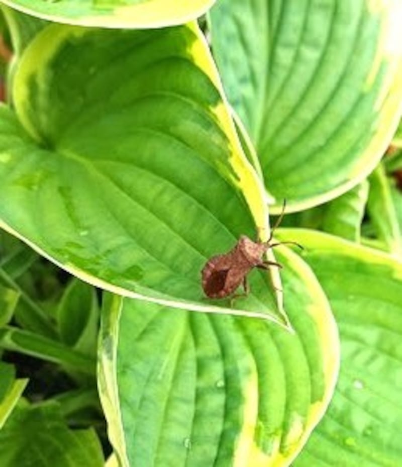Dock shield bug. Photograph via Ellen Johnston