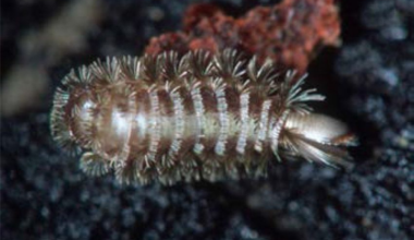 "Its rear end's equipped with 2 tufts of bristles, each shaped like a grappling hook." The butt that's armed with menacing weapons ready to fire