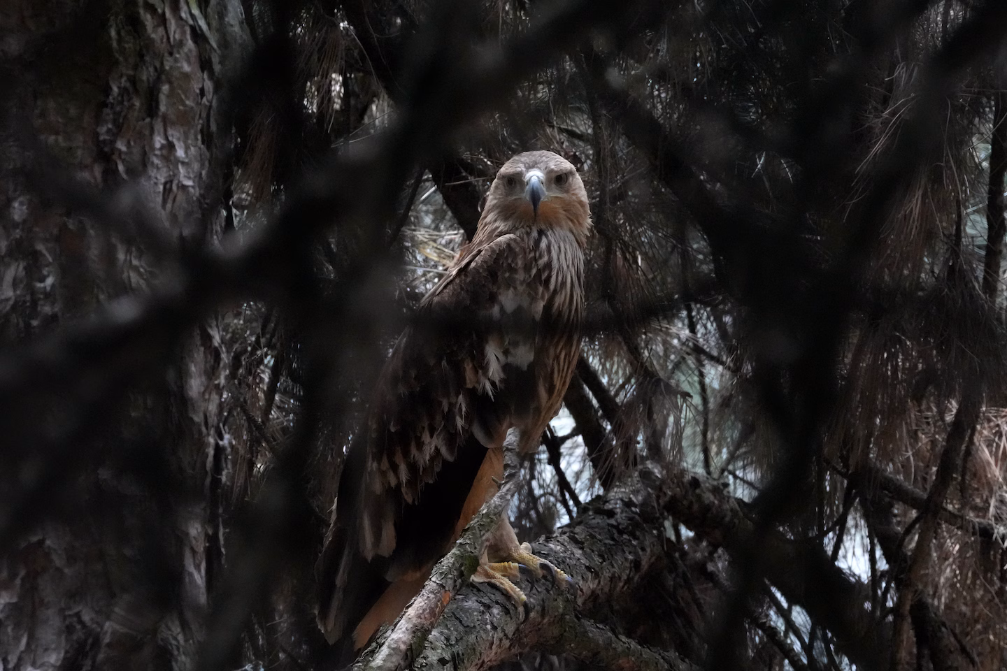 Feliks the eagle is back home in Serbia after a kidnap ordeal in the Middle East