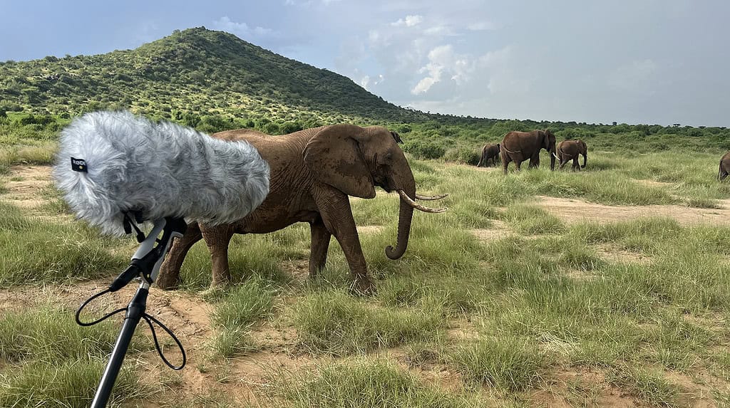 Researchers recorded elephant vocalizations in Kenya and used machine learning to confirm that some calls contain vocal labels akin to names. Credit: George Wittemyer
