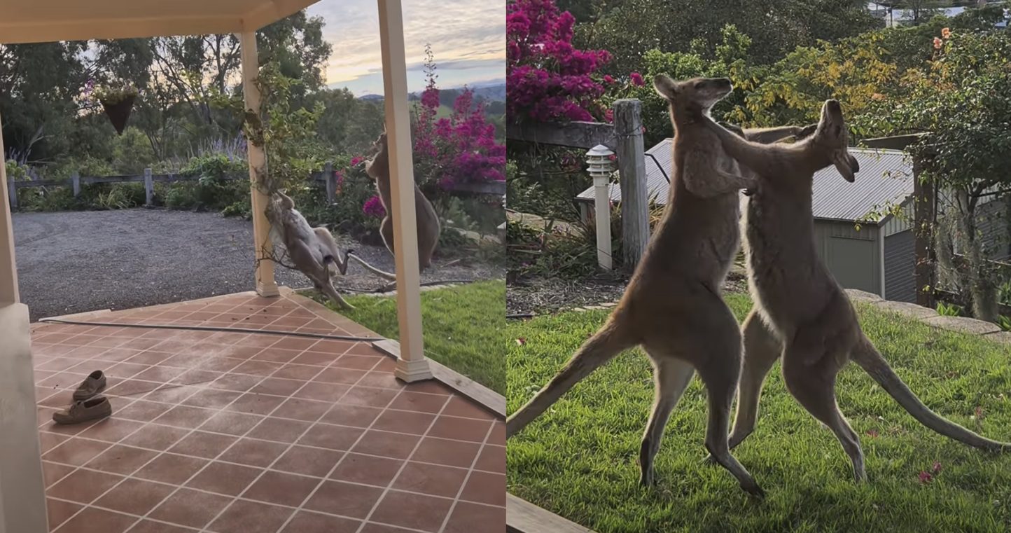 “Boys… Boys”: Man Comes Out Of House To Investigate Noise & Finds Two Kangaroos In An All-Out Slugfest