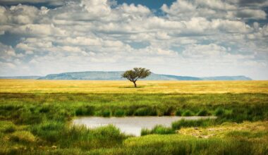 Single tree near to a lake and lot of grass aroud and beautiful clouds in background in National Park of Serengeti Tanzania