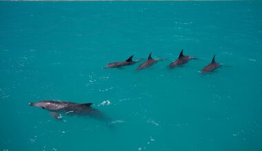 How female dolphins know which males to avoid