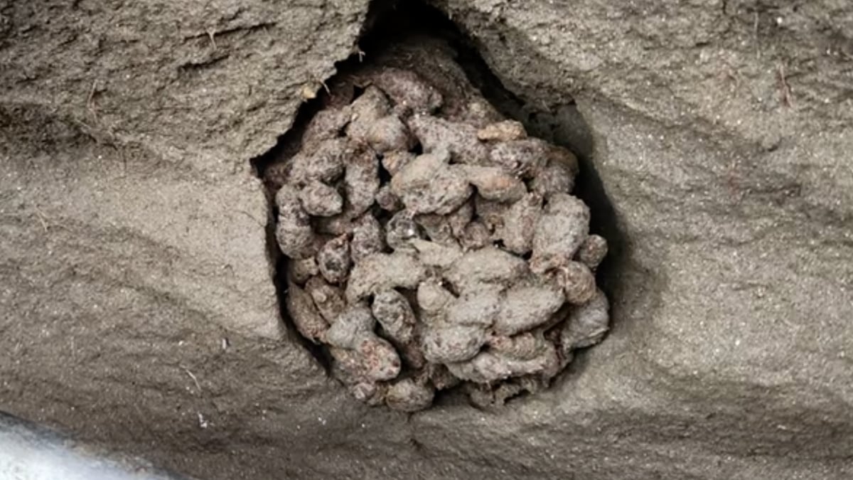 Scientists Dug Through Ancient Squirrel Poop And Found a Huge Surprise : ScienceAlert