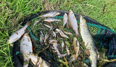 More than 20,000 fish feared killed in pollution incident in Co Louth river – The Irish Times