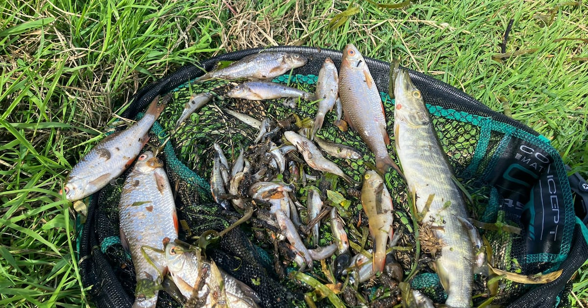 More than 20,000 fish feared killed in pollution incident in Co Louth river – The Irish Times