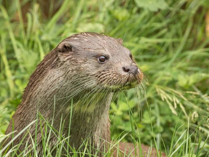Otter. Photograph: Getty Images