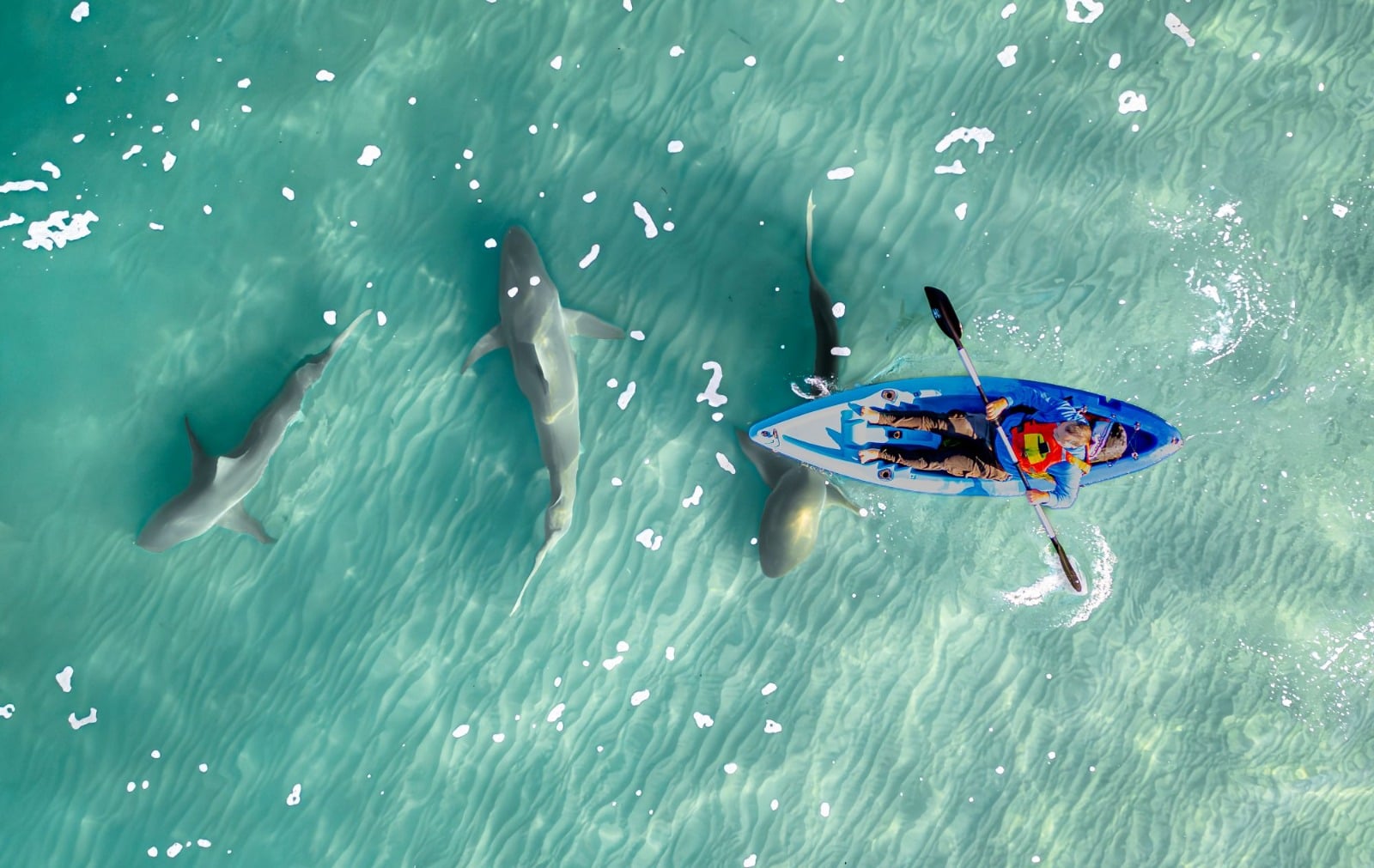 Yuval Tina's photograph 'Angel in Blue,' won first prize in a contest organized by the Society for the Protection of Nature in Israel. It depicts a giant devil ray swimming just above a swimmer in southern Israel's Gulf of Eilat, June 9, 2026. (Yuval Tina/Society for the Protection of Nature in Israel)
