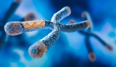 X Chromosome DNA Strand