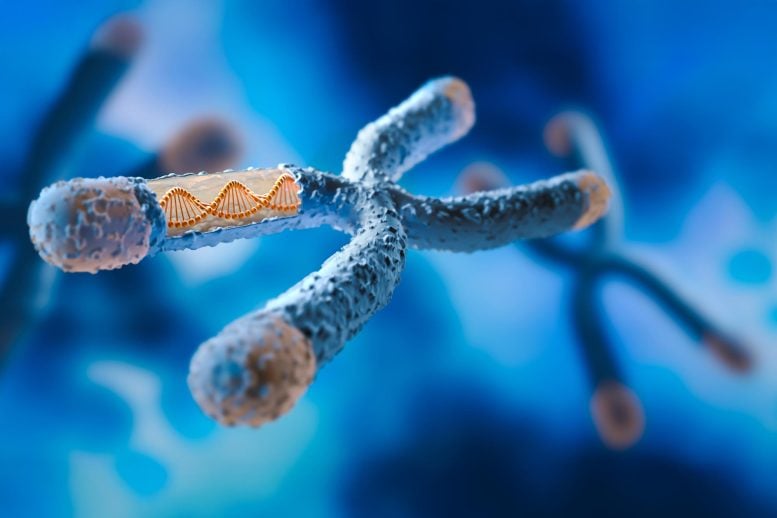 X Chromosome DNA Strand