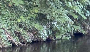 I was surprised to see this visitor on my evening river walk – The Irish Times
