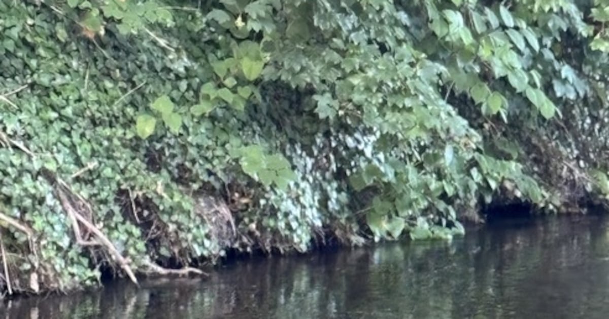 I was surprised to see this visitor on my evening river walk – The Irish Times