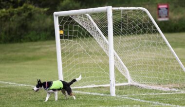 No wild goose chase: Two dogs keep birds off World Cup training pitch in Toronto