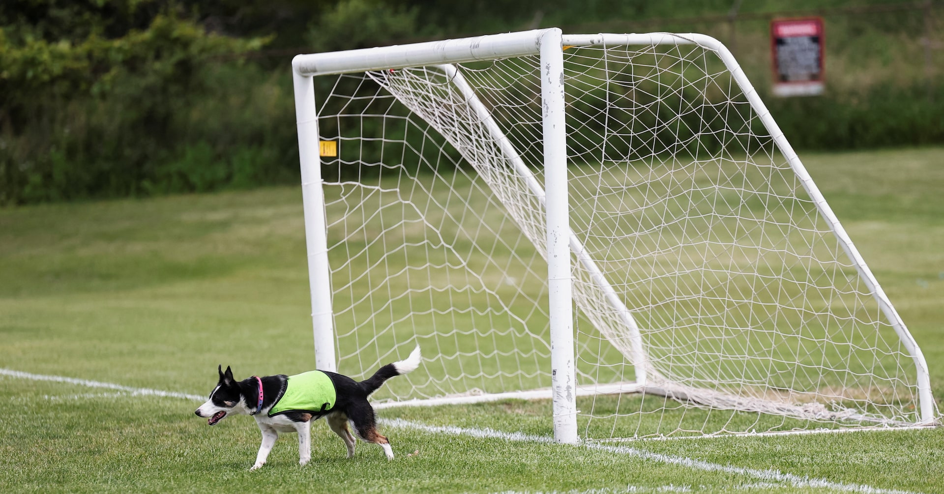 No wild goose chase: Two dogs keep birds off World Cup training pitch in Toronto