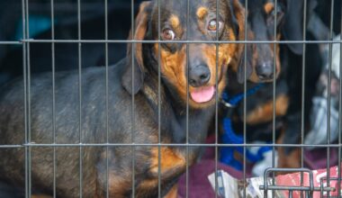 Legislation to end Ireland’s reputation as ‘puppy farm capital of Europe’ advances – The Irish Times