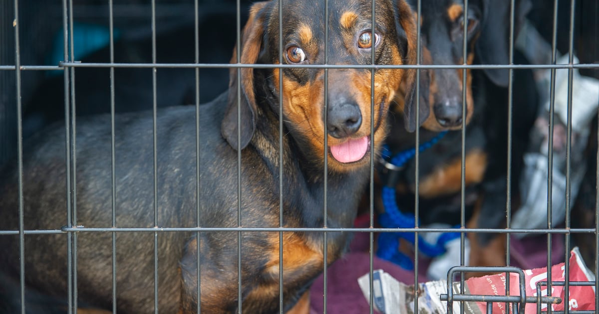 Legislation to end Ireland’s reputation as ‘puppy farm capital of Europe’ advances – The Irish Times