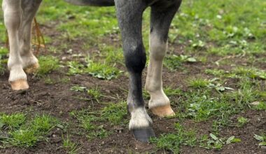 ‘It’s just rotten’: Horse rescue charity appeals for return of missing pony Eleanor – The Irish Times