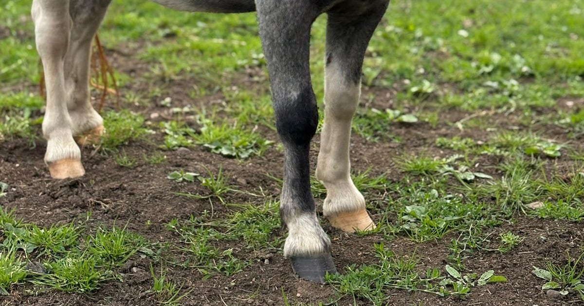‘It’s just rotten’: Horse rescue charity appeals for return of missing pony Eleanor – The Irish Times
