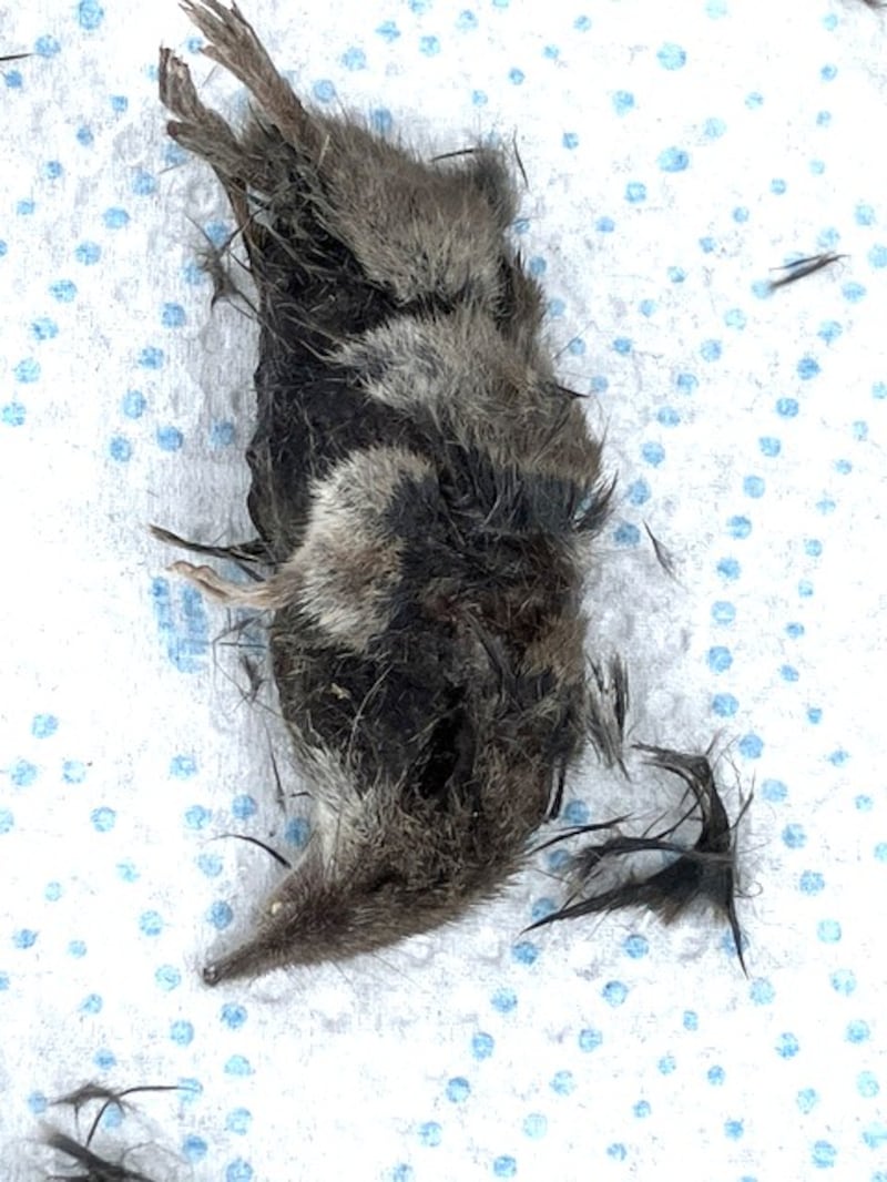 Pygmy shrew. Photograph via Nancy Roe