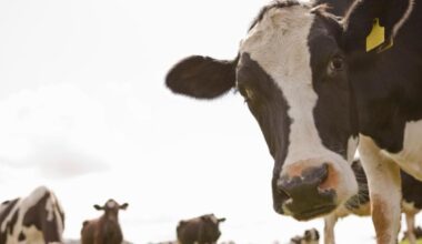From Tipperary to Silicon Valley: The farmer-coder who rises early to work on his app – The Irish Times