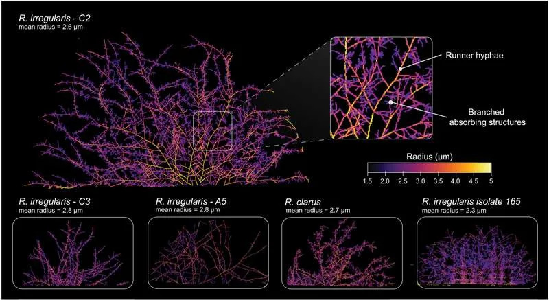 Hyphal radii vary among strains and species of AM fungi. (CREDIT: Science)