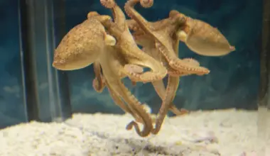 Study Shows Octopuses' Impressive Ability to Navigate Space