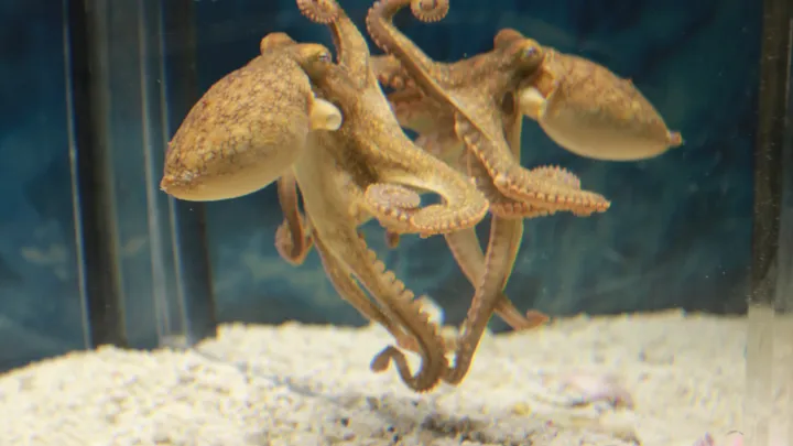 Study Shows Octopuses' Impressive Ability to Navigate Space