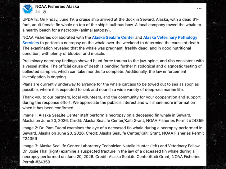 sub fin whale NOAA Fisheries Alaska facebook
