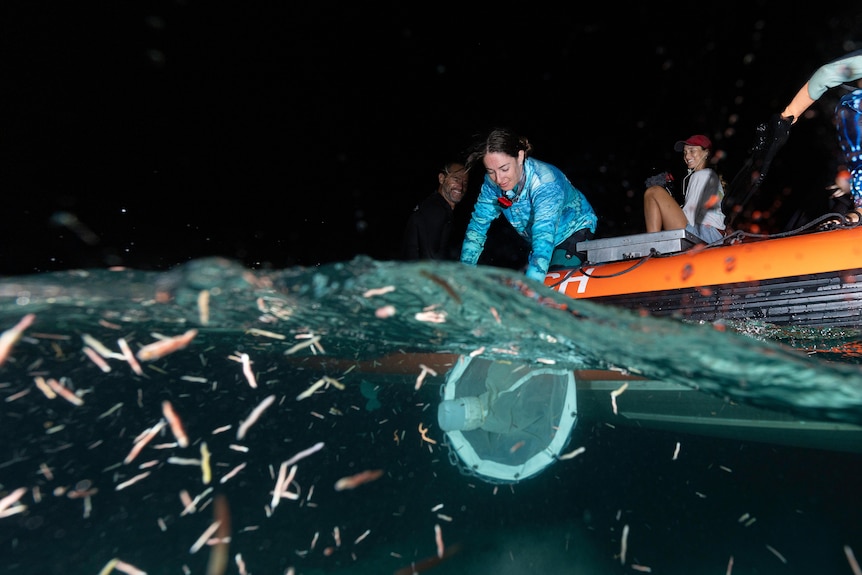 Marine researchers and scientists from various organisations working at the Mesa Reef in Exmouth to restore the bleched corals