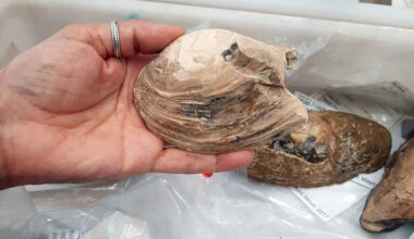Scientists Discover 125-Million-Year-Old Fossilized Shellfish with Tiny Babies Still Inside