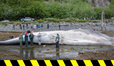 Dead Endangered Whale Found on Bow of Cruise Ship Arriving in Alaska
