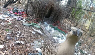A typical bower built by male great bowerbirds in urban environments, with a male great bowerbird stood with the bower