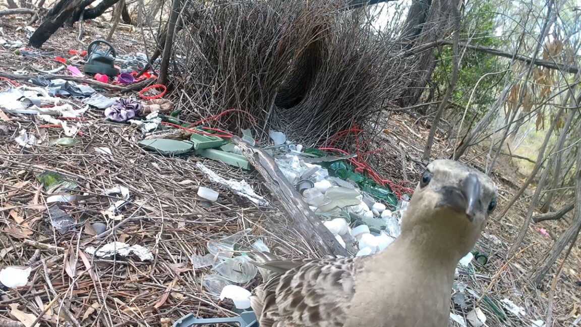 A typical bower built by male great bowerbirds in urban environments, with a male great bowerbird stood with the bower
