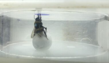 A bumblebee standing on a ball beneath the artificial flower containing a reward.