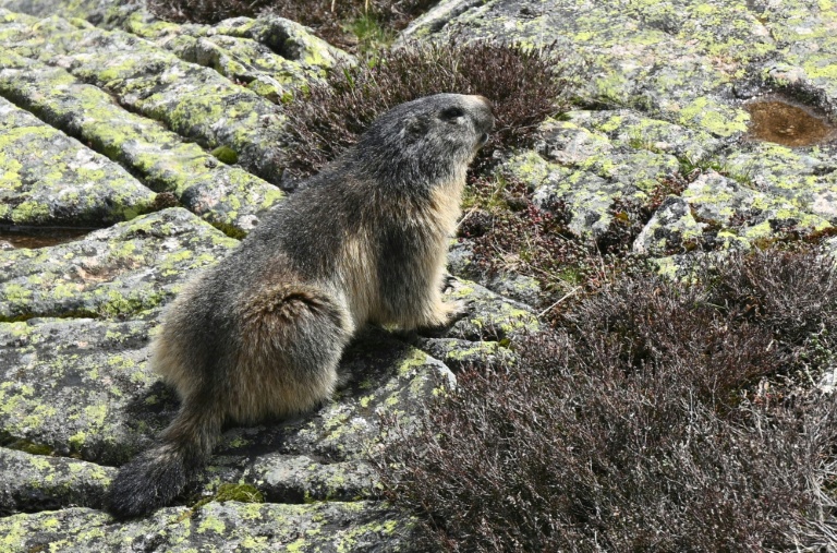 Marmots are thought to have spread the plague among ancient hunter-gatherers around Lake Baikal in Siberia. (Photo: AFP)