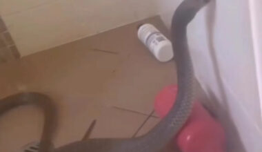 Homeowner horrified after finding one of world's most venomous snakes trapped in shower