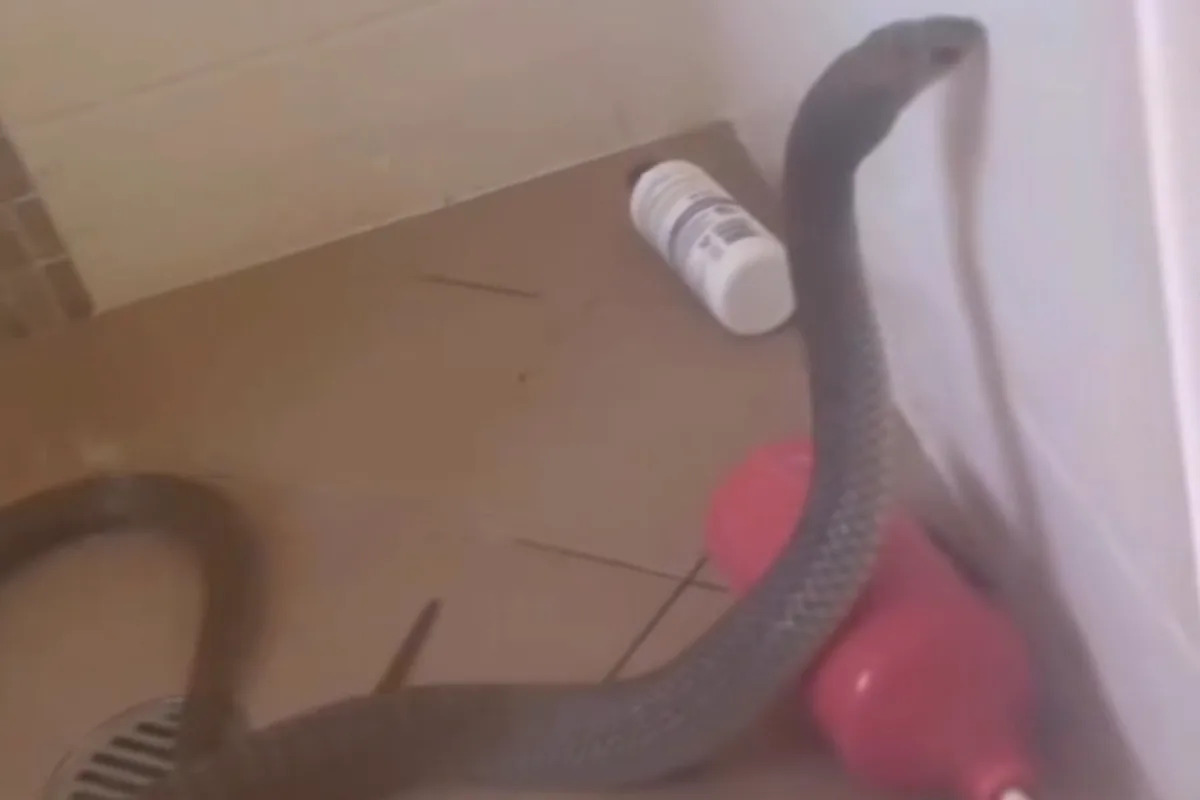 Homeowner horrified after finding one of world's most venomous snakes trapped in shower