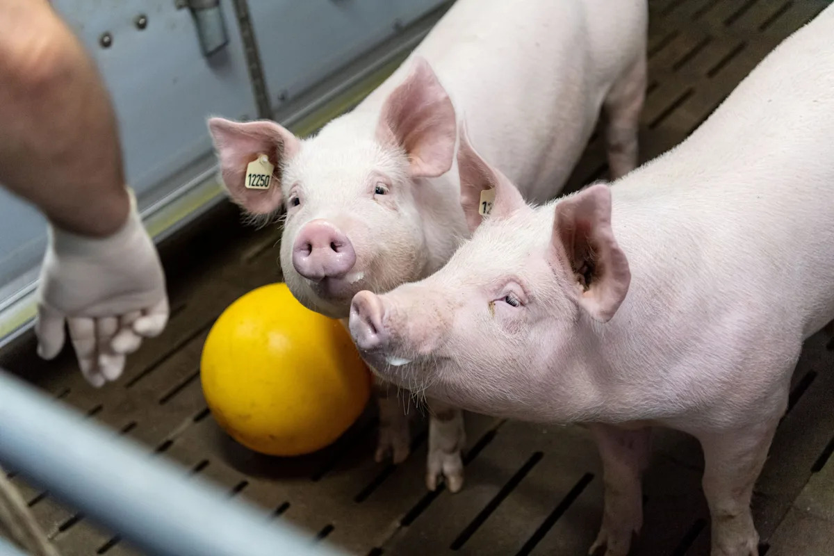 In a first, human receives multiple pig organs