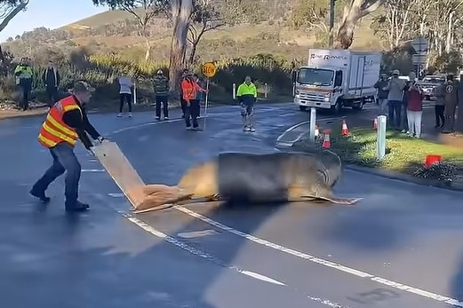 A large seal chased off a road by a person with a board.