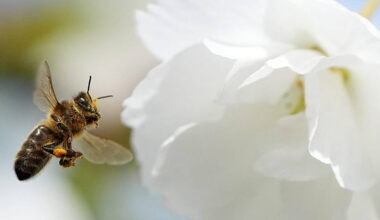 Churches and graveyards become biodiversity havens