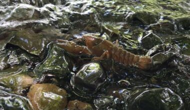 Crayfish plague confirmed in Dublin as Minister warns: ‘Clean your kit to protect wildlife’