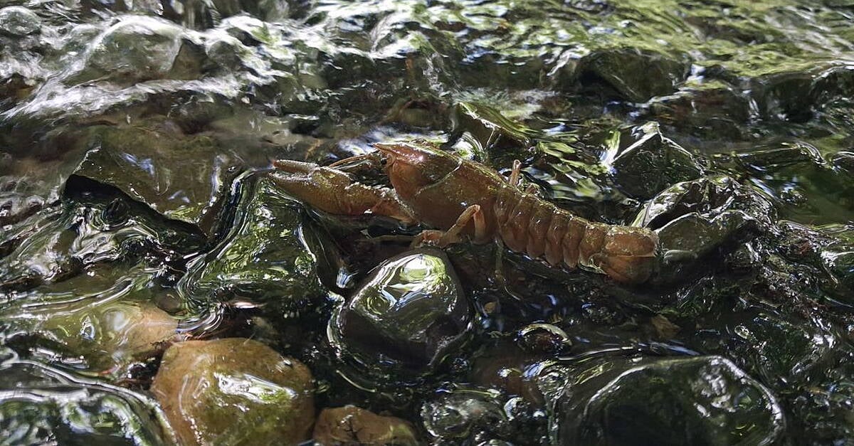 Crayfish plague confirmed in Dublin as Minister warns: ‘Clean your kit to protect wildlife’