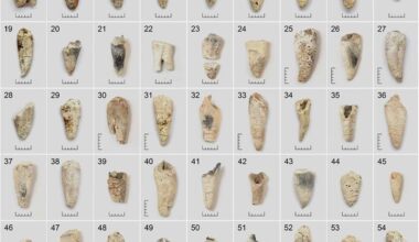 Bronze Age cremated teeth help researchers estimate age at death, study finds