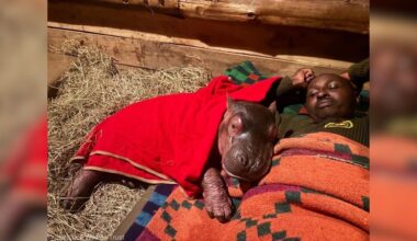 Hippo Couldn't Sleep Without Mom — So His Rescuer Moved His Bed To The Floor