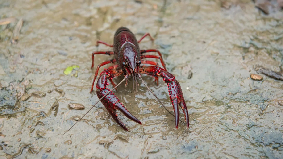 Lobster-like crayfish confirmed in Ontario, and officials warn it could upend freshwater habitats