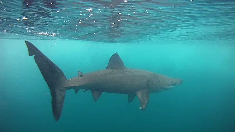 Dozens of basking sharks spotted around Donegal Bay