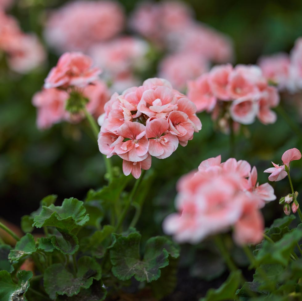 hardy geraniums