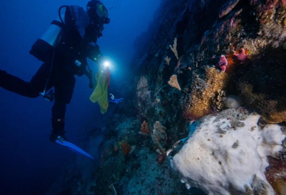 Researcher looks for sea squirt in waters off Antarctica (USF)